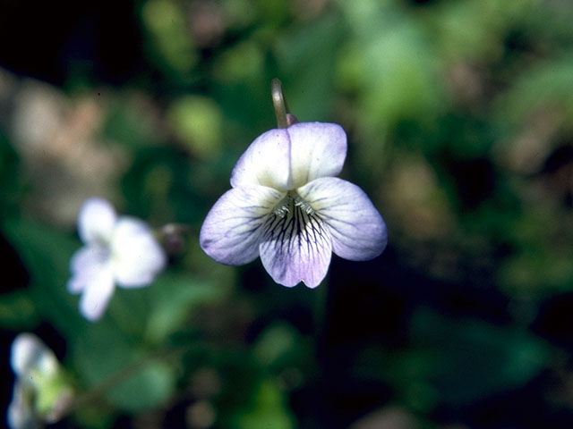 Viola affinis (Sand violet) #16201