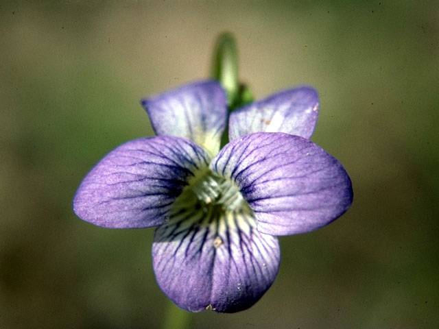 Viola affinis (Sand violet) #16203