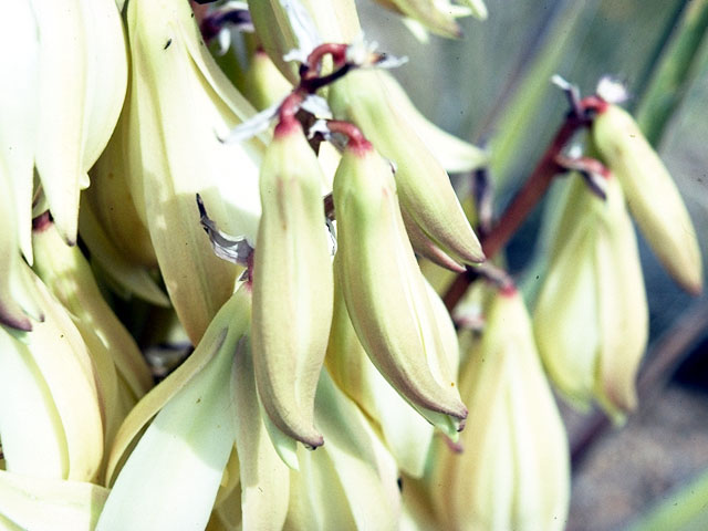 Yucca baccata (Banana yucca) #16219