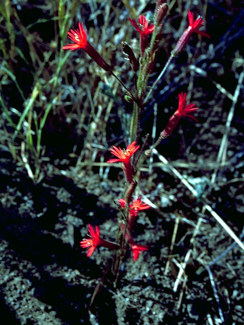 Sarracenia leucophylla (Crimson pitcherplant) #16339