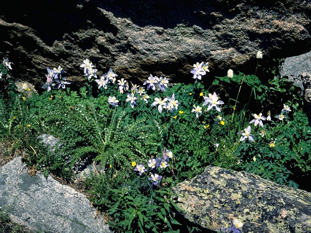 Delphinium carolinianum (Prairie larkspur) #16355