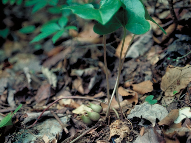Hexastylis arifolia var. arifolia (Heart-leaf ginger) #16386