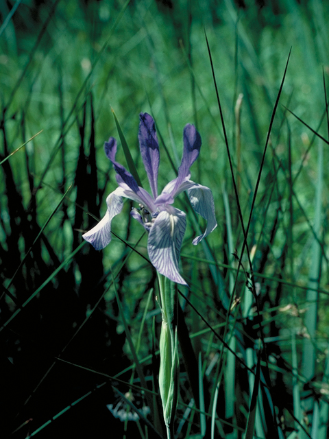 Iris missouriensis (Rocky mountain iris) #16453