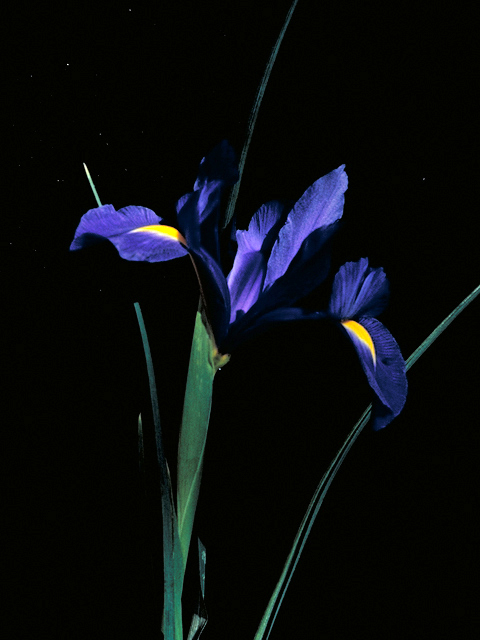 Iris brevicaulis (Zigzag iris) #16454