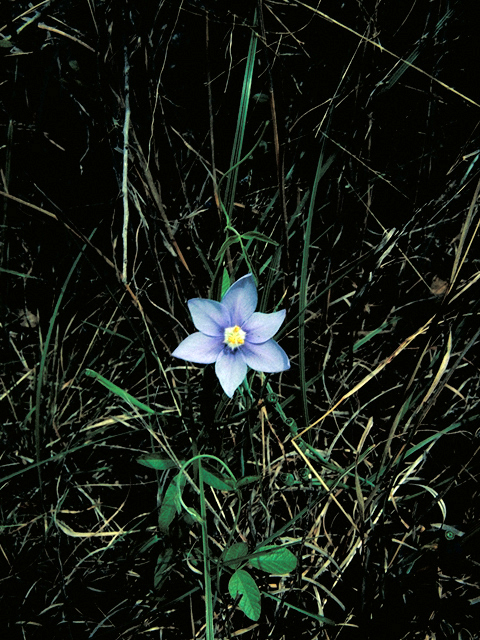 Nemastylis geminiflora (Prairie celestials) #16459