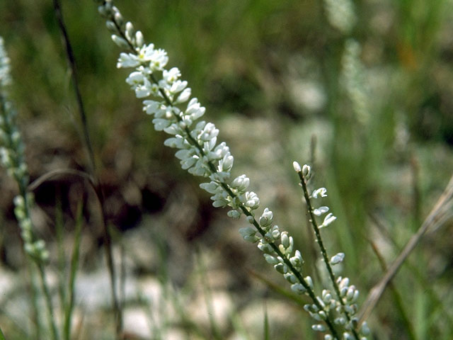 Polygala alba (White milkwort) #16523