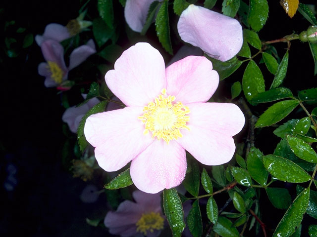 Rosa carolina (Carolina rose) #16611