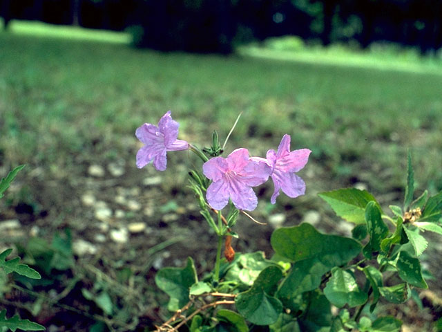 Ruellia nudiflora (Violet ruellia) #16636