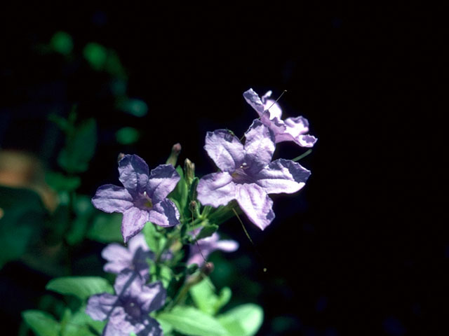 Ruellia nudiflora (Violet ruellia) #16638