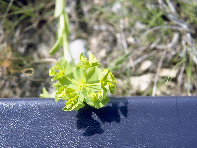 Euphorbia spathulata (Warty spurge) #10322
