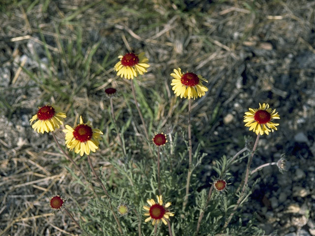 Gaillardia pinnatifida (Red dome blanketflower) #10357