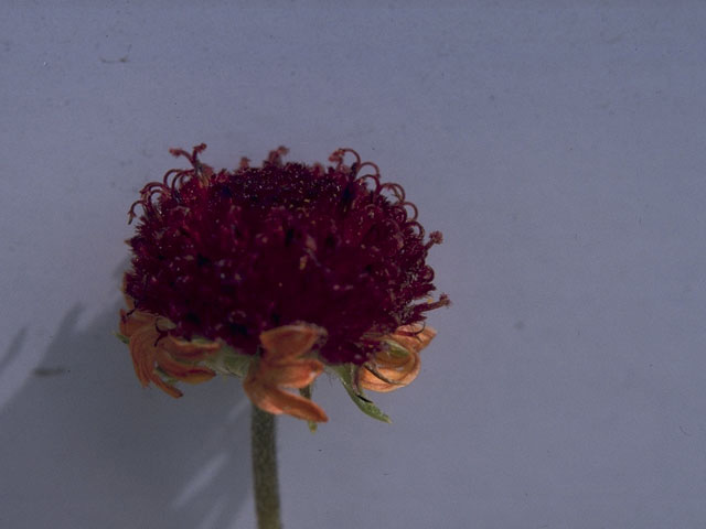 Gaillardia suavis (Pincushion daisy) #10374