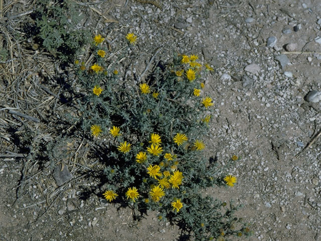 Machaeranthera gracilis (Slender goldenweed) #10404