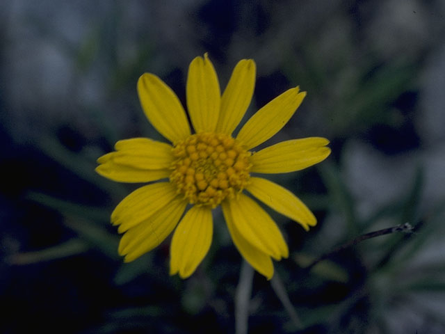 Tetraneuris linearifolia var. linearifolia (Fineleaf fournerved daisy) #10442