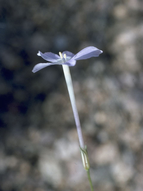 Ipomopsis longiflora (Flaxflowered ipomopsis) #10468