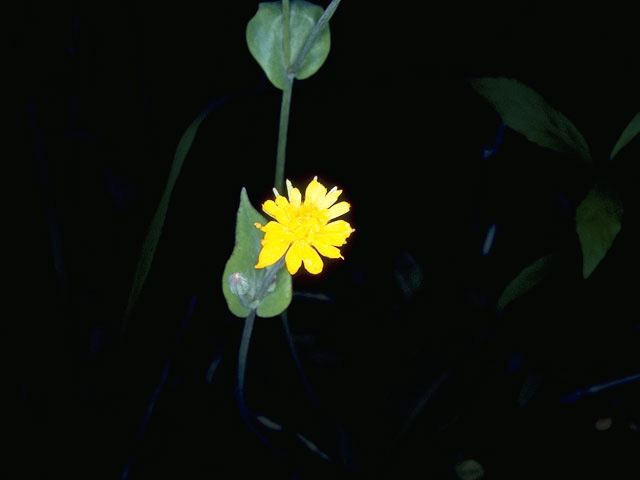 Krigia biflora (Two-flower dwarf dandelion) #10518