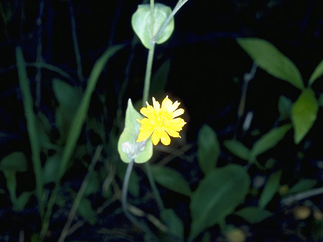 Krigia biflora (Two-flower dwarf dandelion) #10519
