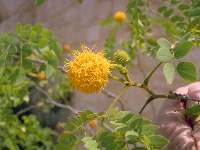 Leucaena retusa (Goldenball leadtree) #10541