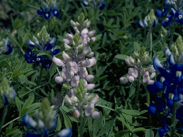 Lupinus texensis (Texas bluebonnet) #10628