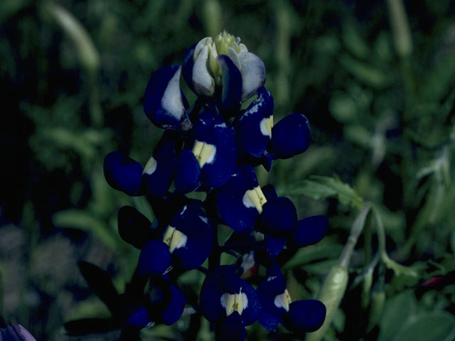 Lupinus texensis (Texas bluebonnet) #10634