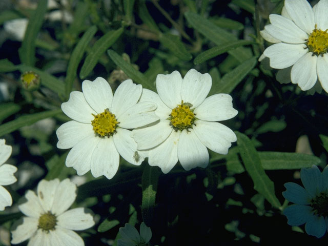 Melampodium leucanthum (Blackfoot daisy) #10665