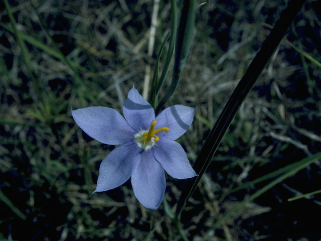 Nemastylis geminiflora (Prairie celestials) #10728