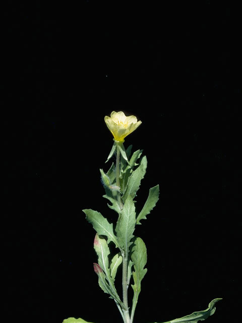 Oenothera laciniata (Cutleaf evening-primrose) #10773