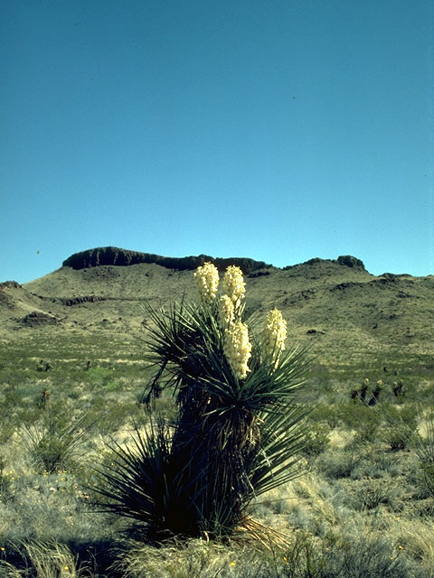 Yucca torreyi (Torrey yucca) #15225