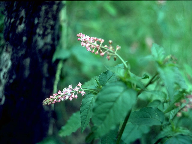 Rivina humilis (Pigeonberry) #15283
