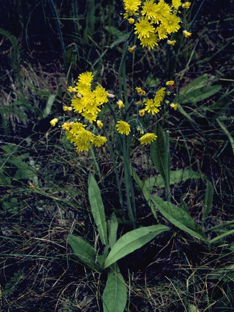 Hieracium gronovii (Queendevil) #10790