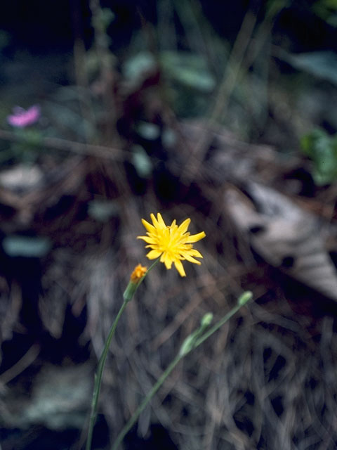 Krigia biflora (Two-flower dwarf dandelion) #10838