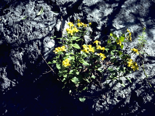 Perityle lindheimeri var. halimifolia (Lindheimer's rockdaisy) #10849