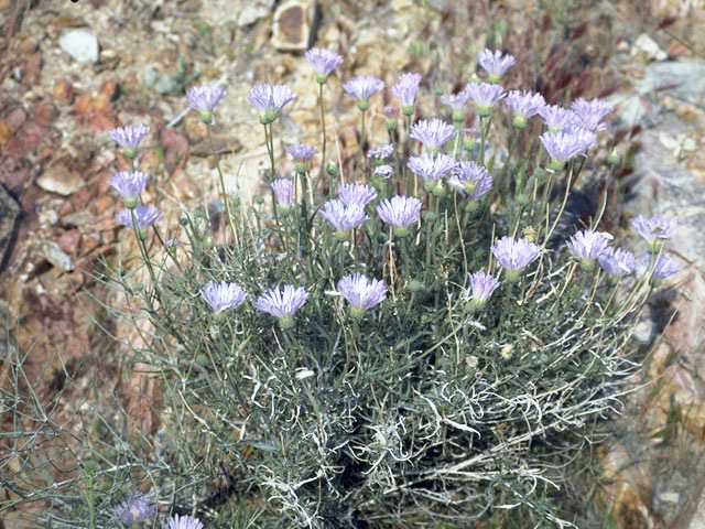 Xylorhiza tortifolia var. tortifolia (Mojave woody-aster) #10939