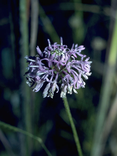 Marshallia graminifolia var. cynanthera (Grassleaf barbara's buttons) #10961