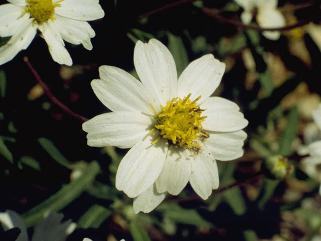 Melampodium leucanthum (Blackfoot daisy) #10972