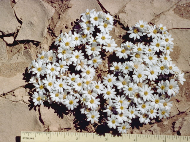 Monoptilon bellioides (Mojave desertstar) #10986