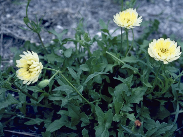Pyrrhopappus pauciflorus (Smallflower desert-chicory) #11079