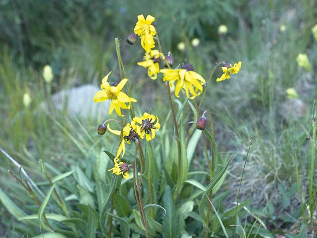 Senecio amplectens (Showy alpine ragwort) #11165