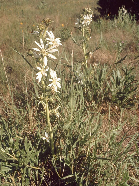 Silphium albiflorum (White rosinweed) #11253