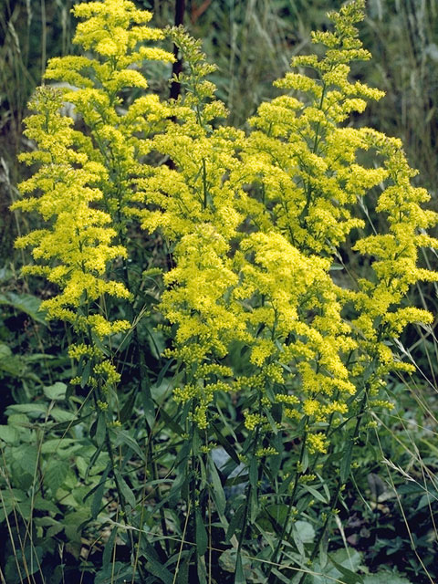 Solidago ulmifolia (Elmleaf goldenrod) #11350