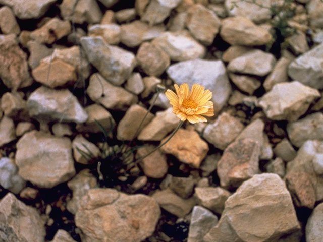 Tetraneuris linearifolia (Fineleaf fournerved daisy) #11393