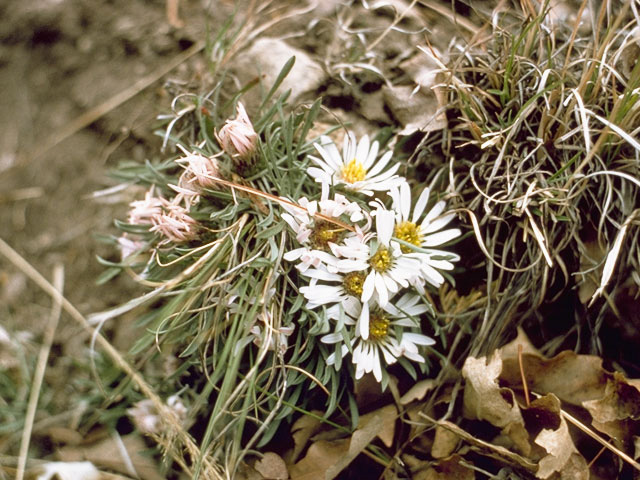 Townsendia exscapa (Stemless townsend daisy) #11418