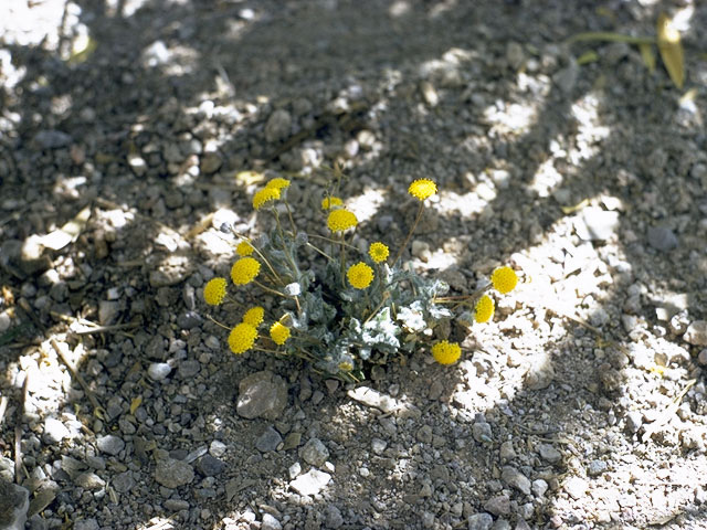 Trichoptilium incisum (Yellowdome) #11441