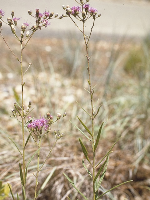 Vernonia texana (Texas ironweed) #11492