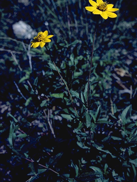 Heliomeris longifolia var. longifolia (Longleaf false goldeneye) #11506