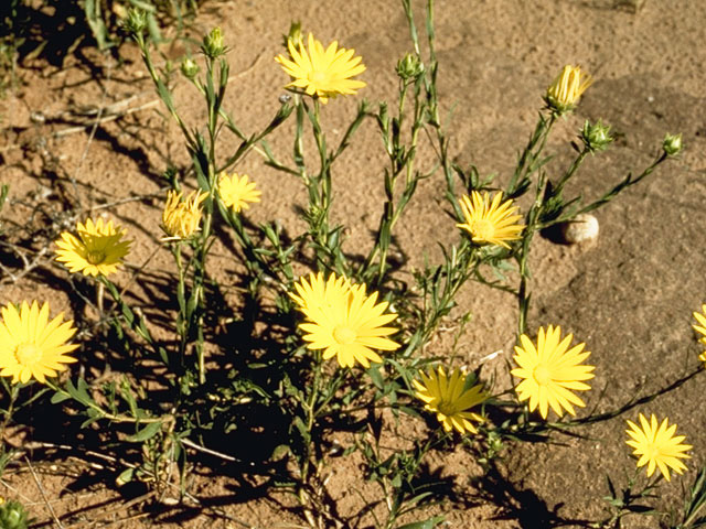 Xanthisma texanum (Texas sleepy daisy) #11530