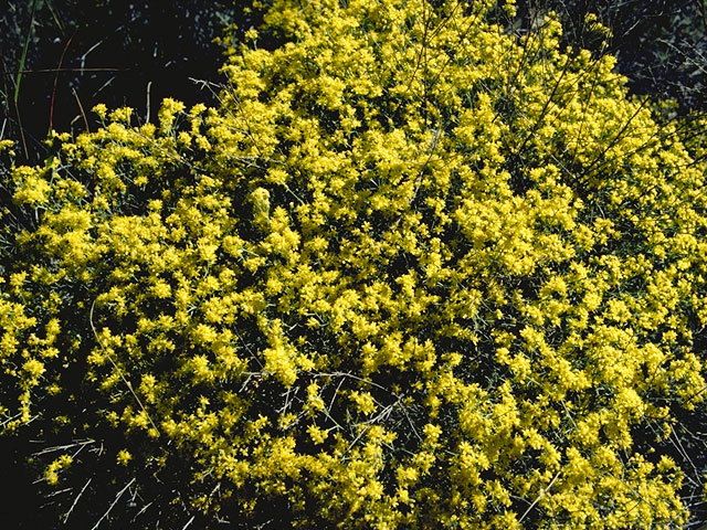 Amphiachyris dracunculoides (Prairie broomweed) #11535
