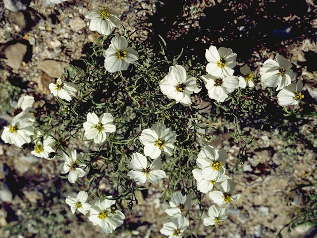 Zinnia acerosa (Desert zinnia) #11540