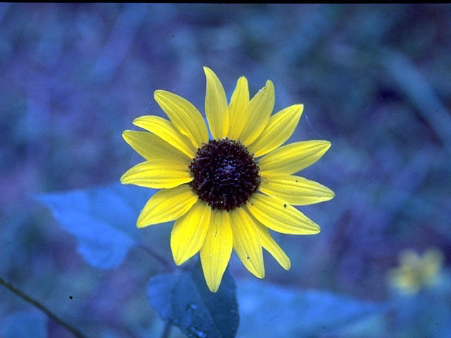 Helianthus annuus (Common sunflower) #15088