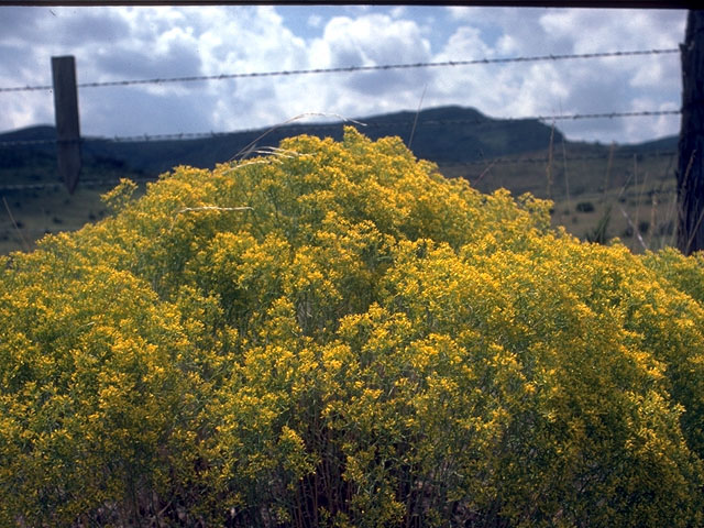Amphiachyris dracunculoides (Prairie broomweed) #15122